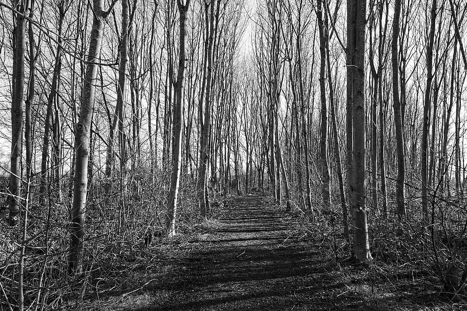 forest, tree, trunk, branch, shadow, pathway, light, sunlight HD wallpaper