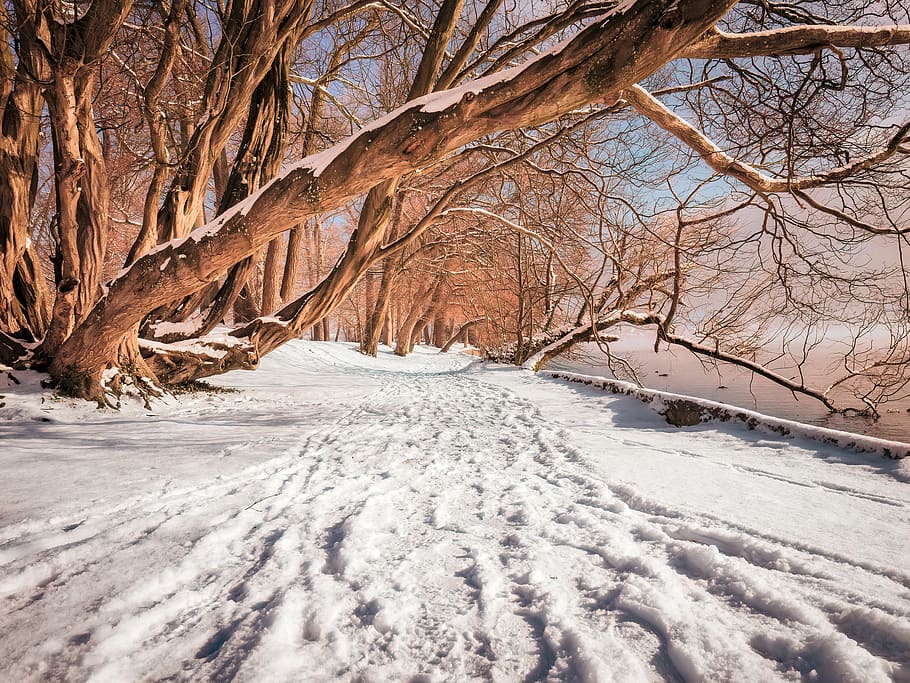 icy surface and brown tree, plant, tree trunk, austria, snow HD wallpaper