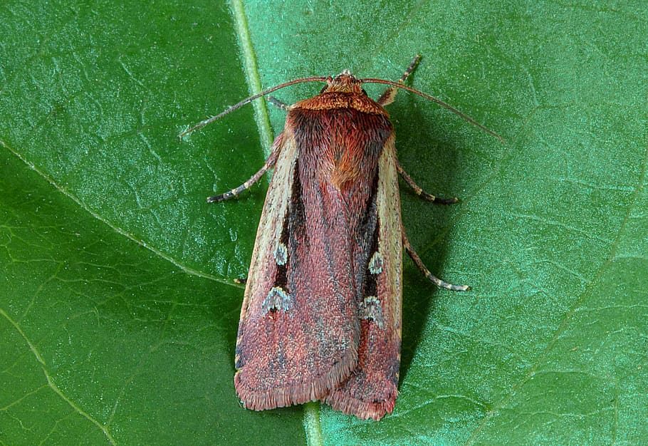 flame-shoulder, moth, wings, pattern, insect, nature, summer HD wallpaper