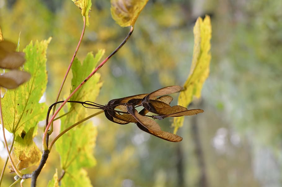 tree fall nature dof, animal wildlife, focus on foreground HD wallpaper