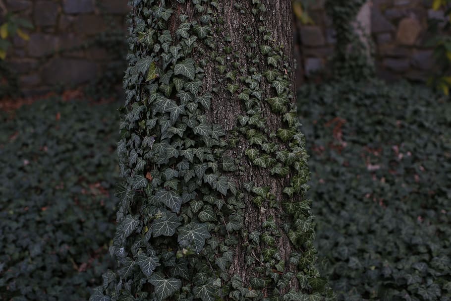 ivy, tree, cali, ivy tree, forest, plant, trunk, tree trunk HD wallpaper