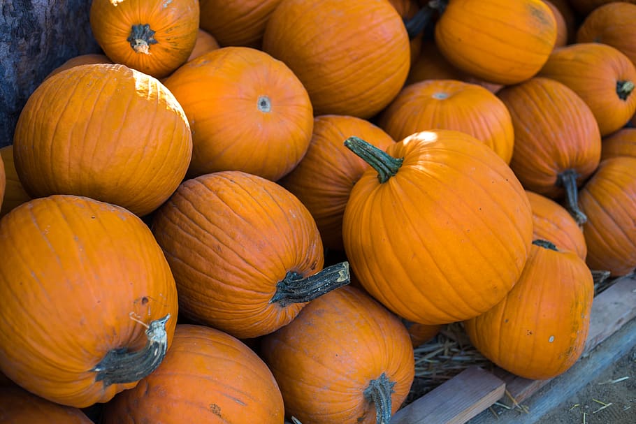 orange pumpkins, vegetable, squash, produce, plant, food, flora HD wallpaper