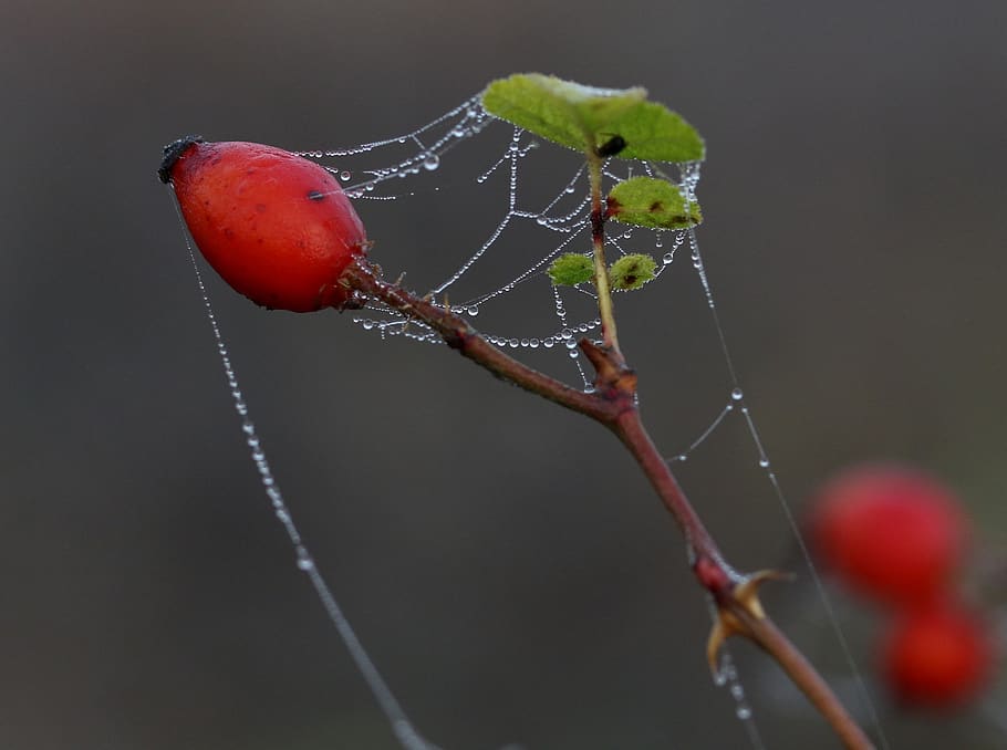 maces, fruit, wild, red, plant, spider web, autumn, drops, close-up HD wallpaper