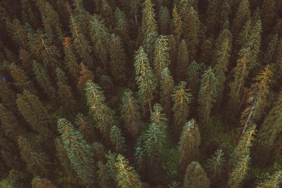aerial view of forest during daytime, tree, pine, green, above HD wallpaper