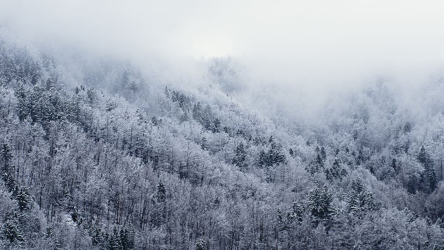 cold, snow, forest, winter, trees, fog, foggy, snowing, landscape HD wallpaper