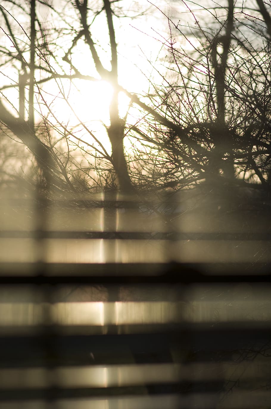 trees, sunlight, winter, bare tree, nature, plant, no people HD wallpaper