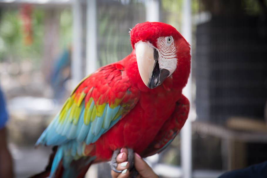 bird, closeup, zoo, parrot, vertebrate, macaw, animal wildlife HD wallpaper