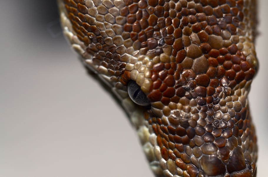 bredl's python, australia, animal, constrictor, reptile, exotic HD wallpaper