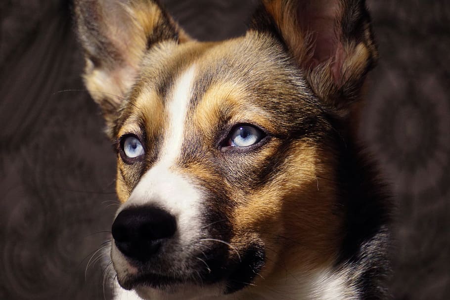 dog's face, animal, mammal, pet, canine, german shepherd, eyes HD wallpaper