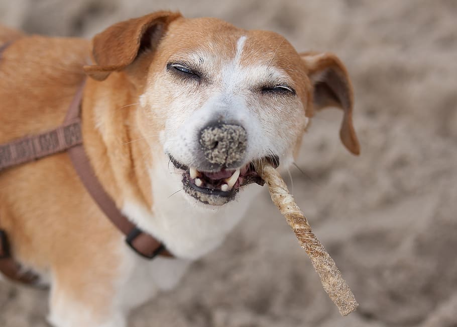 dog, terrier, parson, russel, jack russel, nature, animal holiday HD wallpaper