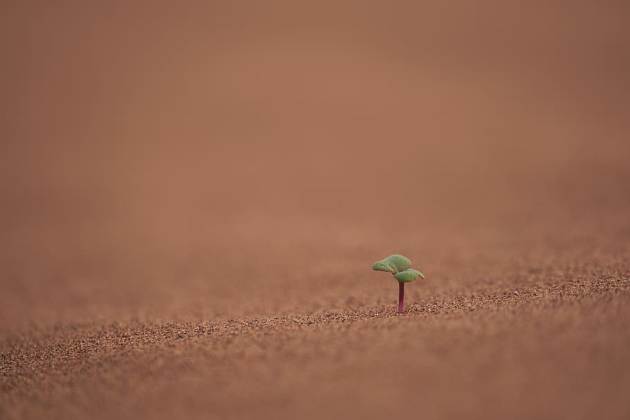 green sprout planted on soil, land, animal wildlife, copy space HD wallpaper