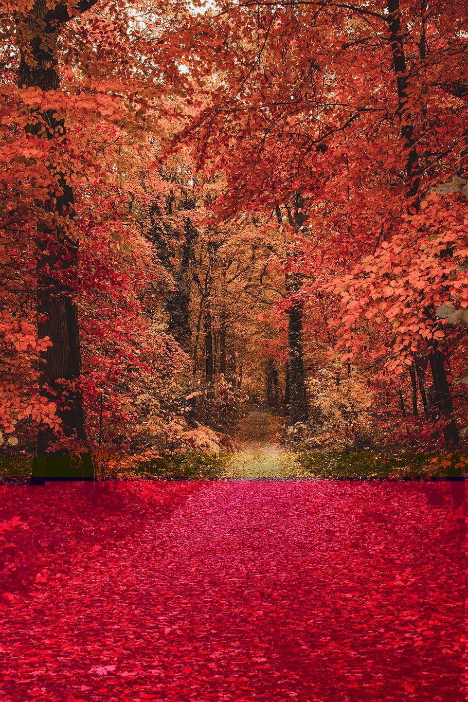 orange flowering trees showing pathway, autumn, change, plant HD wallpaper