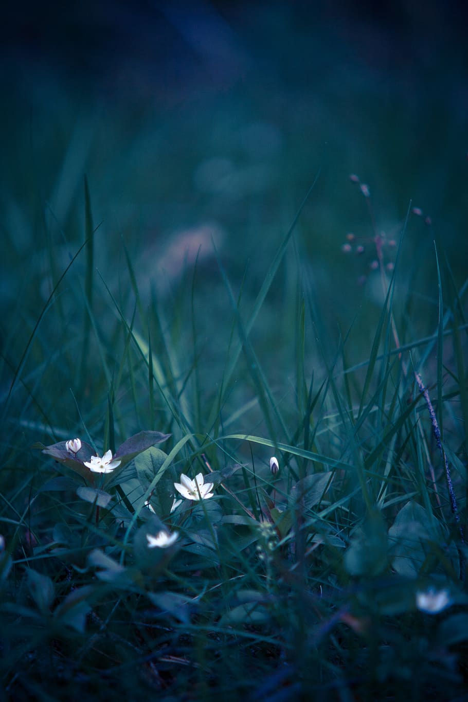 White Petaled Flower on Grass, beautiful, blur, close-up, delicate HD wallpaper