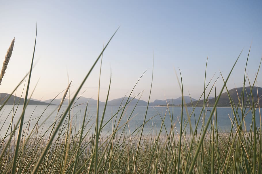 beach, water, flow, blue, shore, grass, sky, plant, tranquility HD wallpaper
