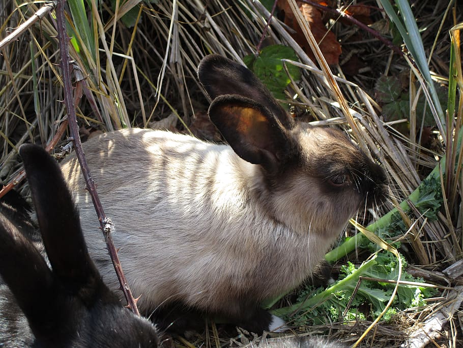 bunny, rabbit, white, grey, gray, black, furry, fluffy, jericho beach HD wallpaper