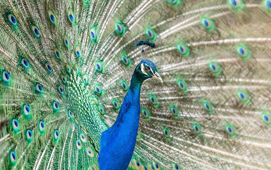bird, peacock, feathers, animal, nature, blue, green, zoo, colorful HD wallpaper