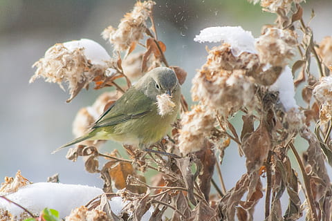 bird, warbler, worm, snowbird, yellow, nature, vertebrate, animal themes HD wallpaper