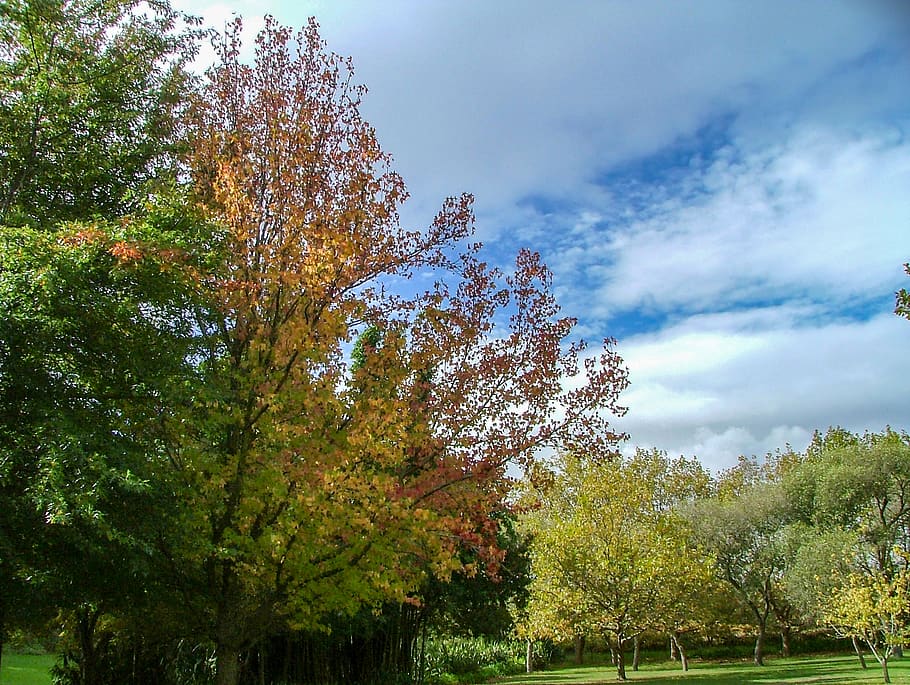 tree, trees, sky, cloudy, cloudy sky, fall, autumn, plant, beauty in nature HD wallpaper
