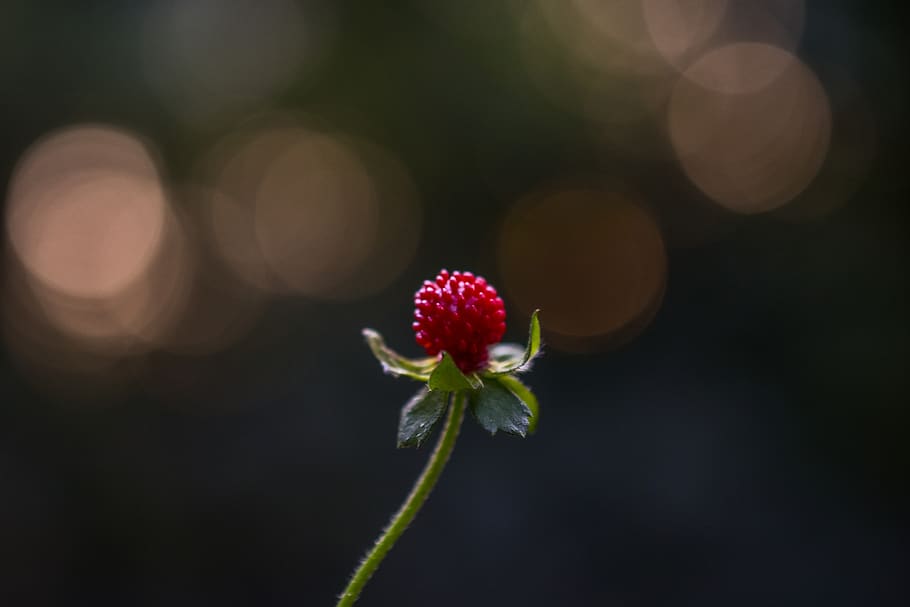 wild, strawberry, fruit, freshness, close-up, plant, red, berry fruit, HD wallpaper