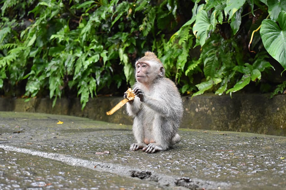 indonesia, sacred monkey forest sanctuary, ubud, banana, water