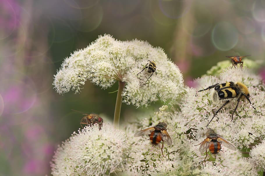 summer, flies, insects, closeup, flower, nature, plants, fly HD wallpaper