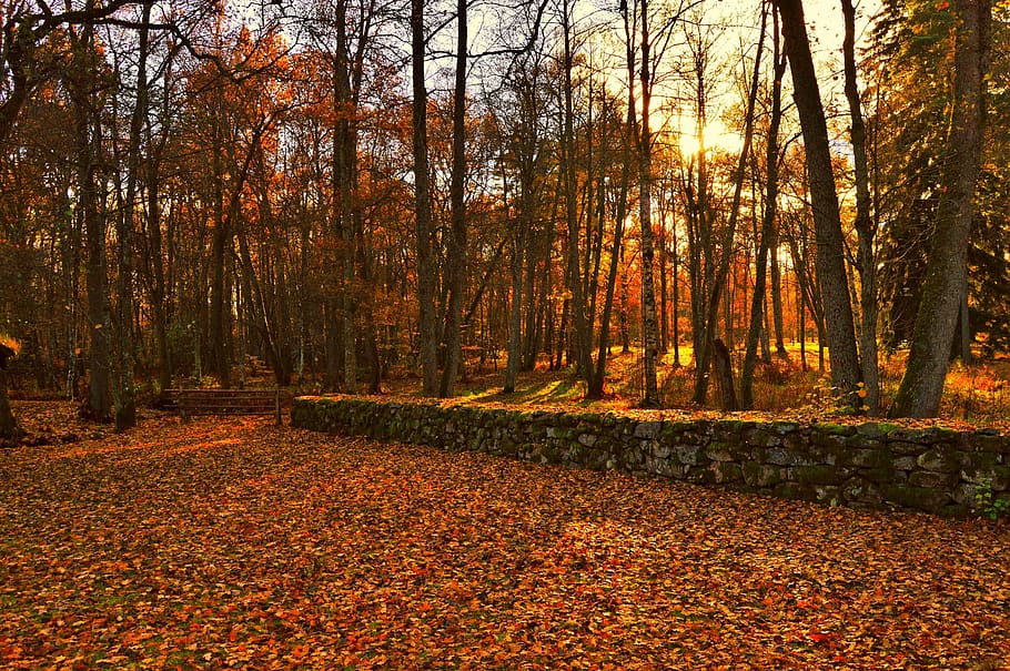 sweden, trees, fall, autumn, sunshine, sunlight, leaves, stone HD wallpaper
