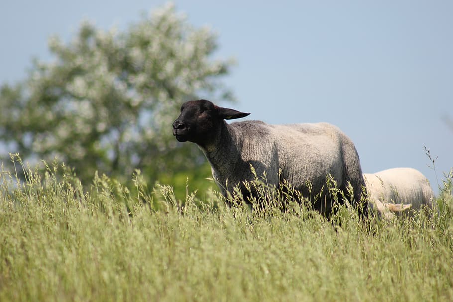 sheep, dike, meadow, wool, grass, deichschaf, sky, animal themes HD wallpaper