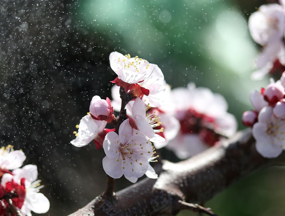 flowers, white, tree, casey, spring, nature, flowering plant HD wallpaper