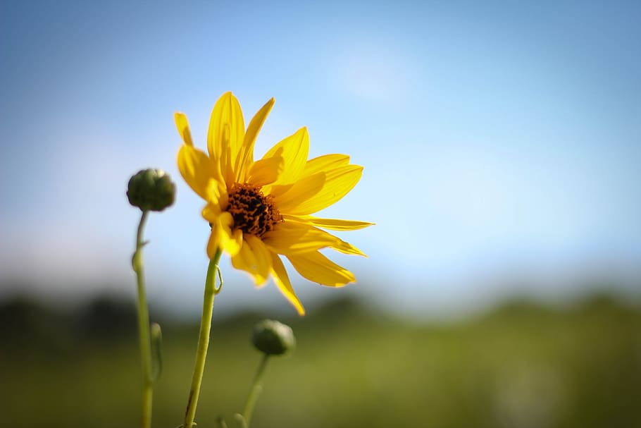 flower, sky, flowering plant, freshness, beauty in nature, fragility HD wallpaper