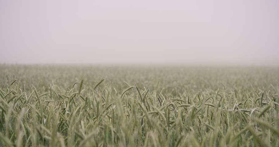 nature, grass, field, wild, fog, sky, still, bokeh, green, agriculture HD wallpaper
