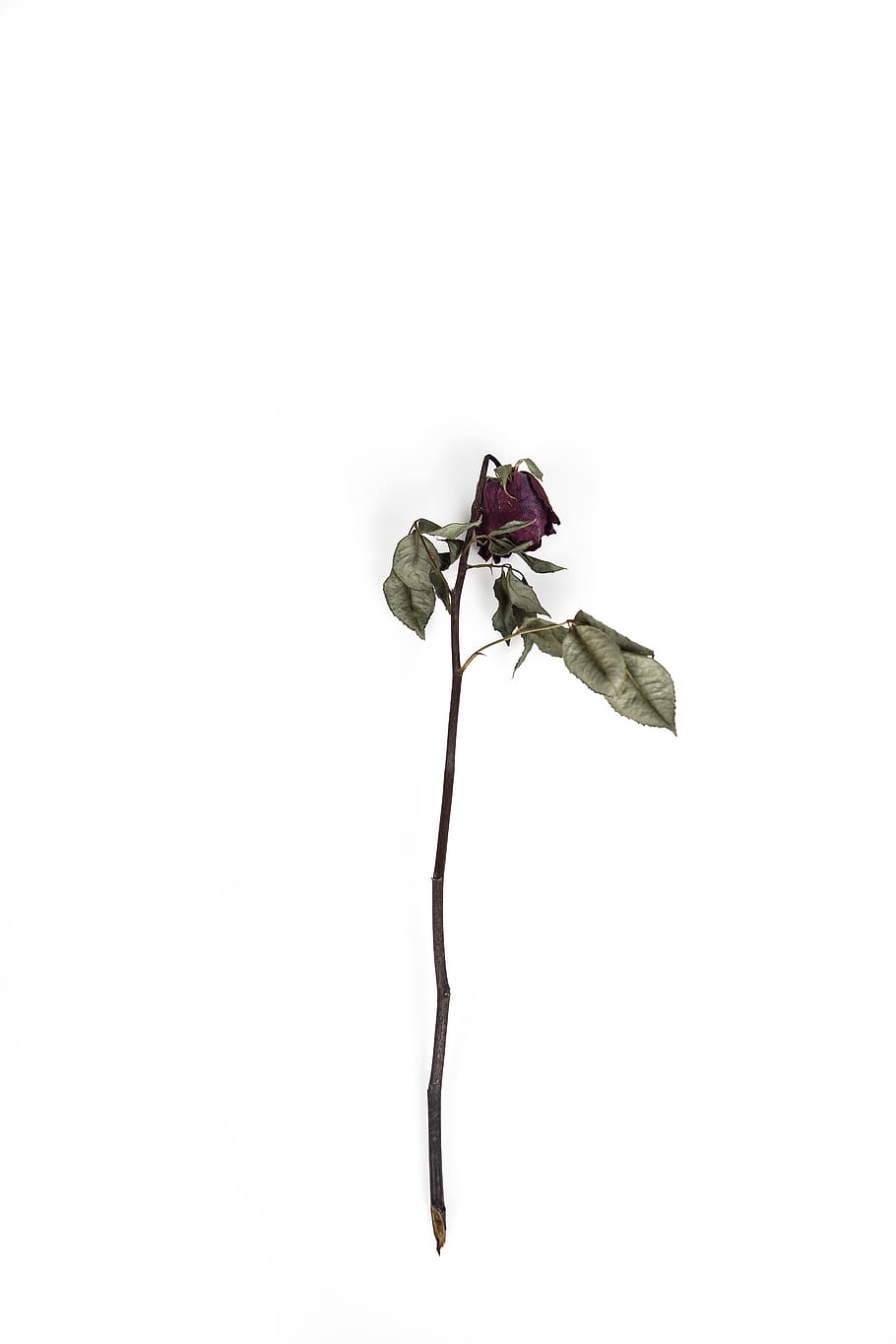 red rose flower, studio shot, close-up, white background, copy space HD wallpaper