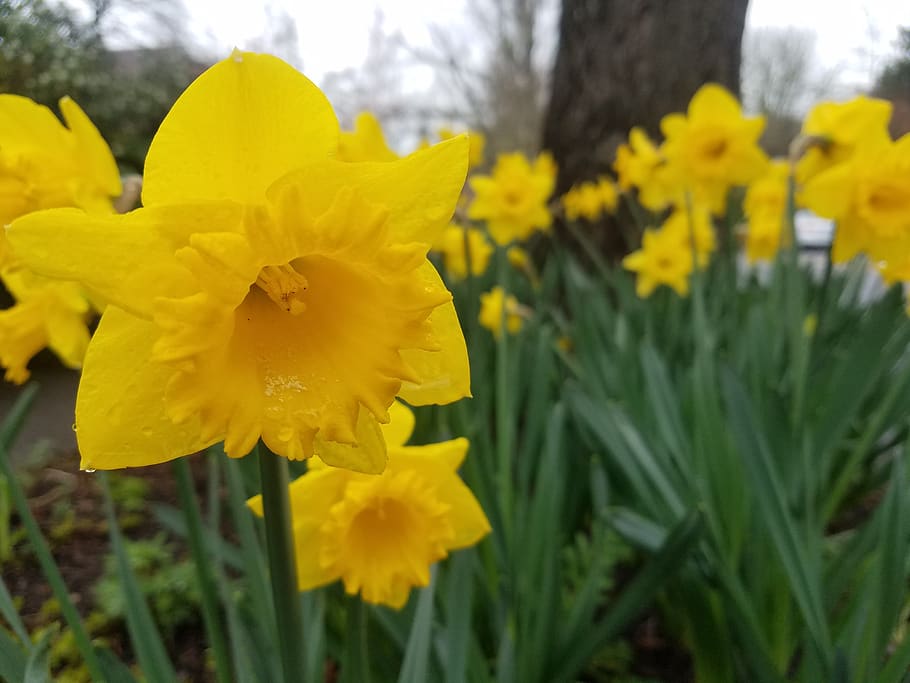 daffodil, flower, spring, nature, yellow, plant, flowering plant HD wallpaper