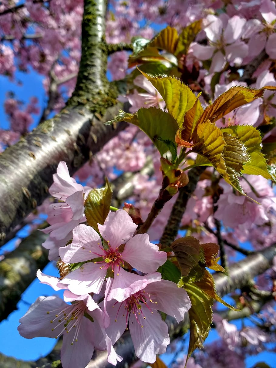 cherry blossom, cherry tree, spring, bloom, pink, flowering twig HD wallpaper