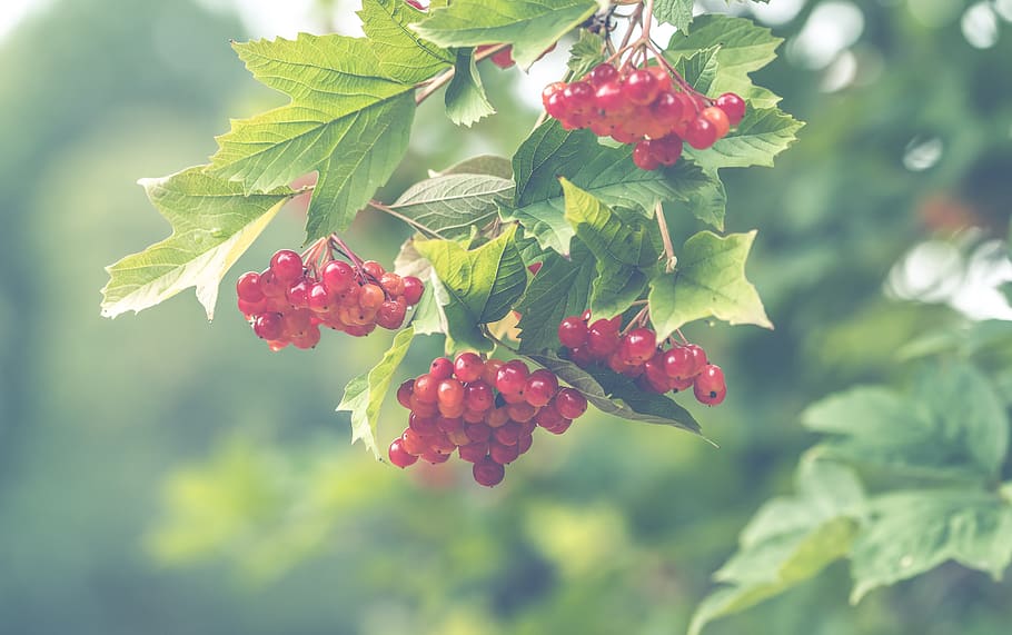 red, berries, garden, background, plants, colors, beauty, nature HD wallpaper