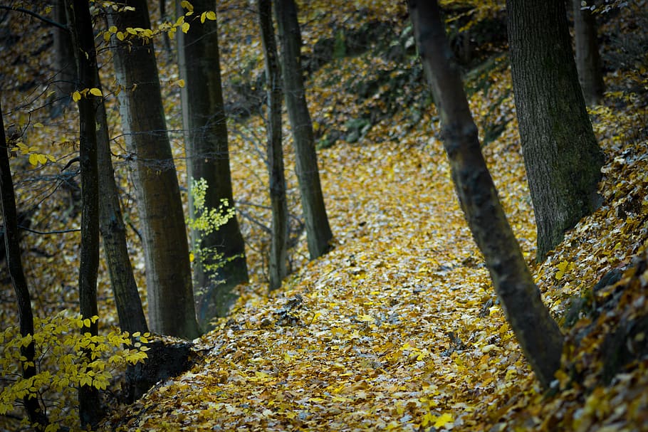 Forest Surrounded by Yellow Leaves on Ground, color, daylight HD wallpaper
