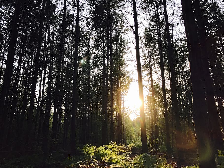 united kingdom, eversley, forest, trees, sunset, plant, land HD wallpaper
