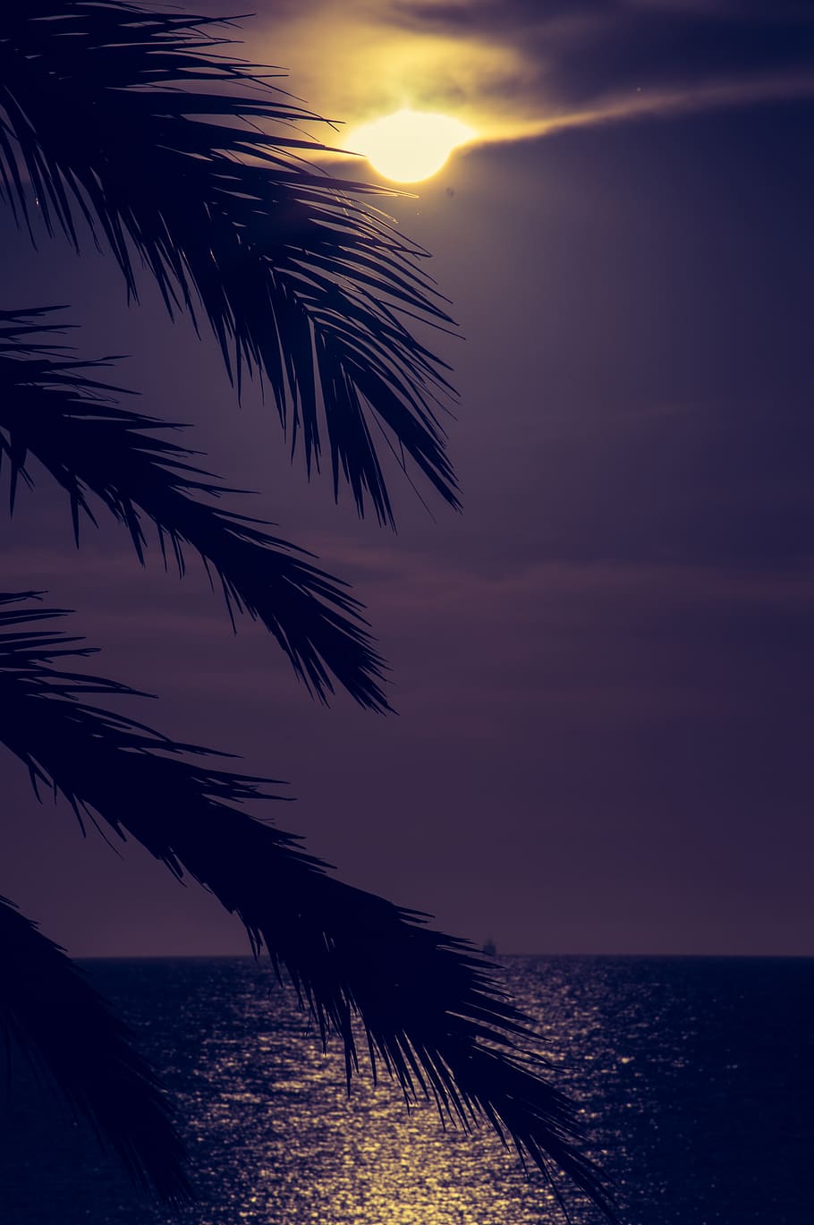 palm tree, sun, sea, sunset, sky, water, beauty in nature, scenics - nature HD wallpaper