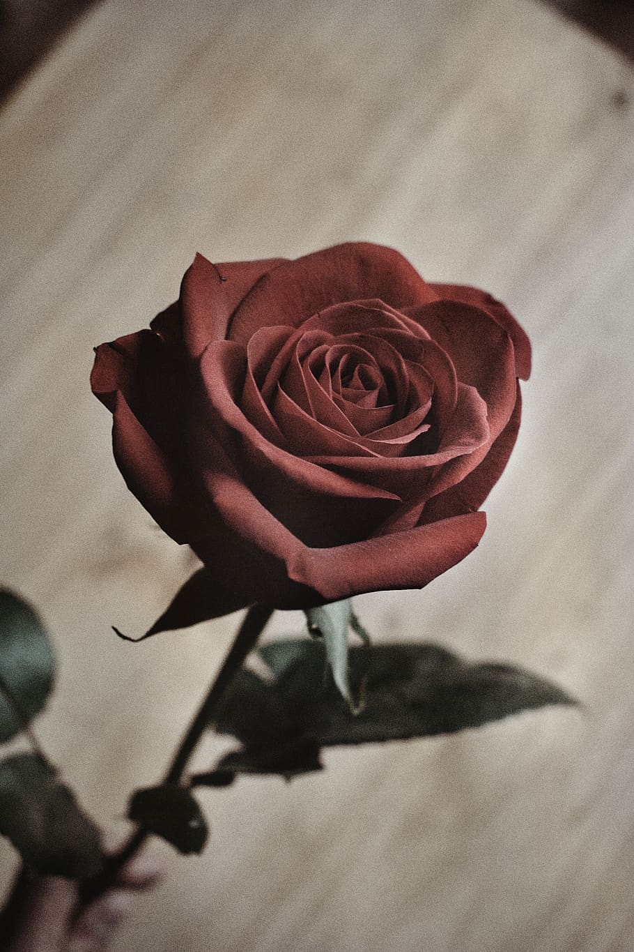 argentina, flower, flowering plant, rose, rose - flower, beauty in nature HD wallpaper