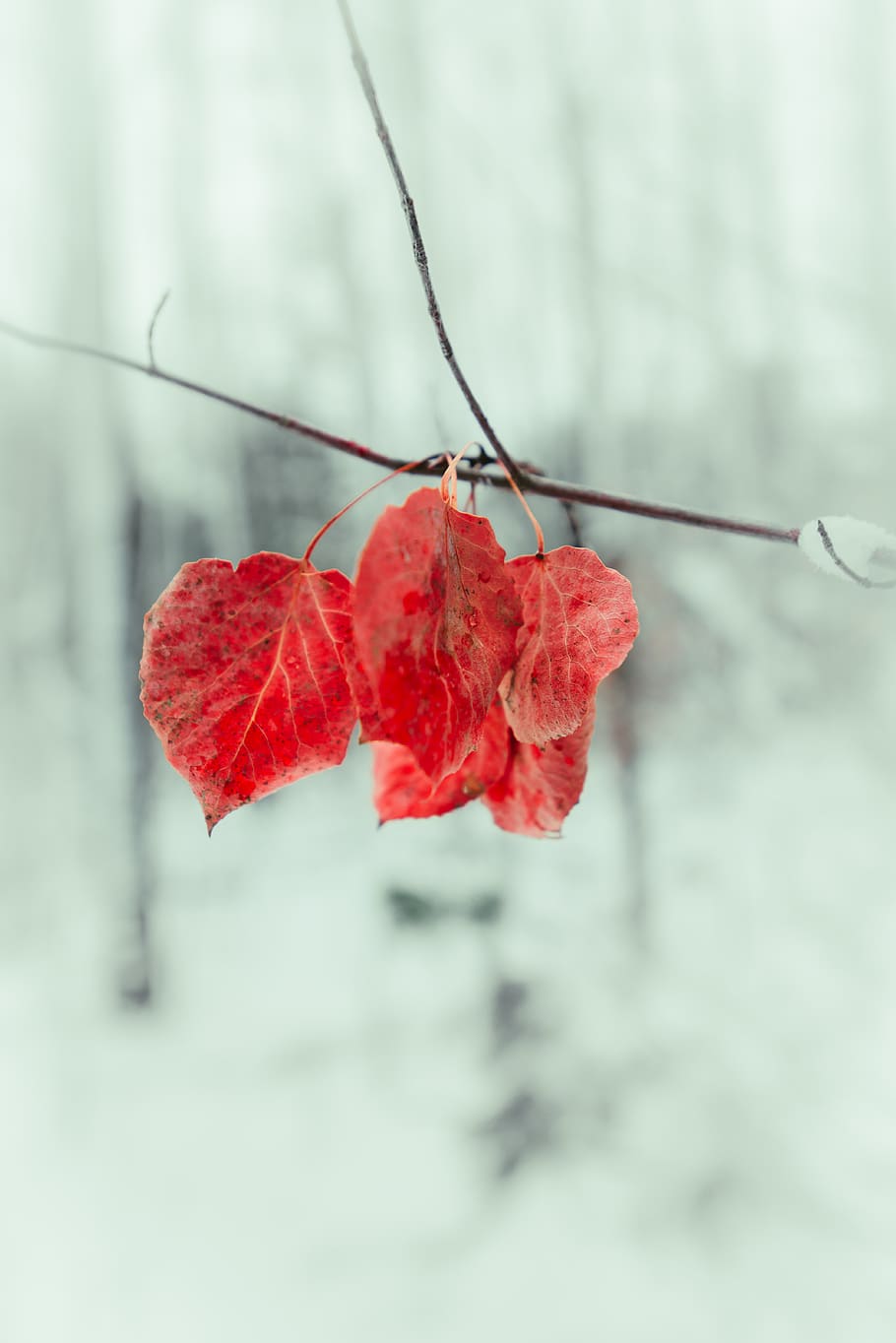Selective Focus Photography of Red Leaves, beautiful, branch HD wallpaper