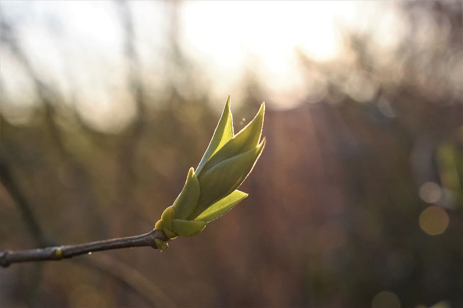 lilac, leaves, spring, backlighting, nature, plant, bush, petals HD wallpaper