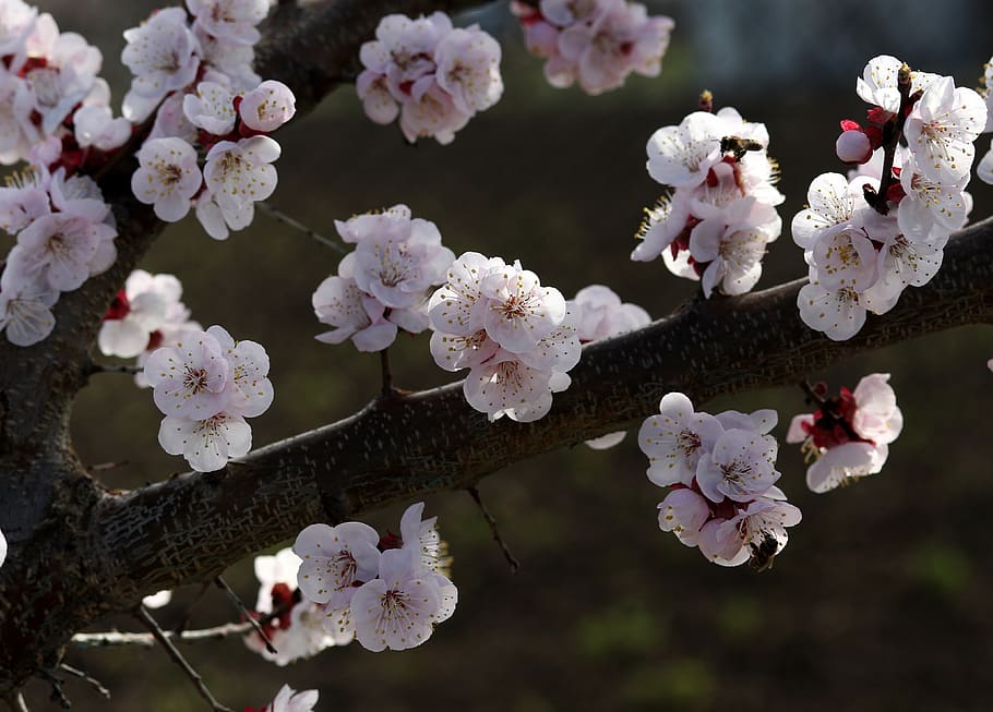 flowers, white, spring, casey, tree, nature, supplies, nice HD wallpaper