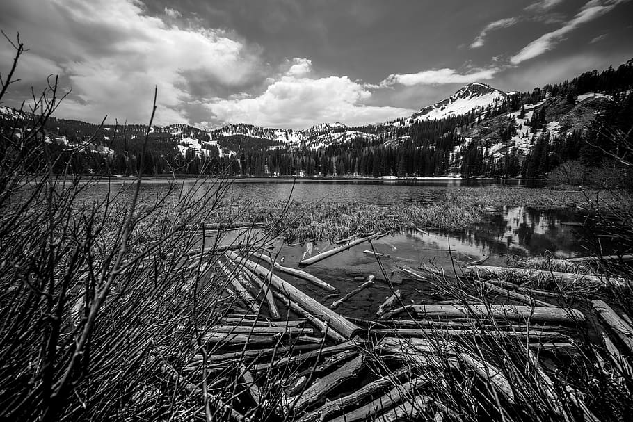 trees, logs, mountains, water, lake, snow, sky, clouds, bandw HD wallpaper