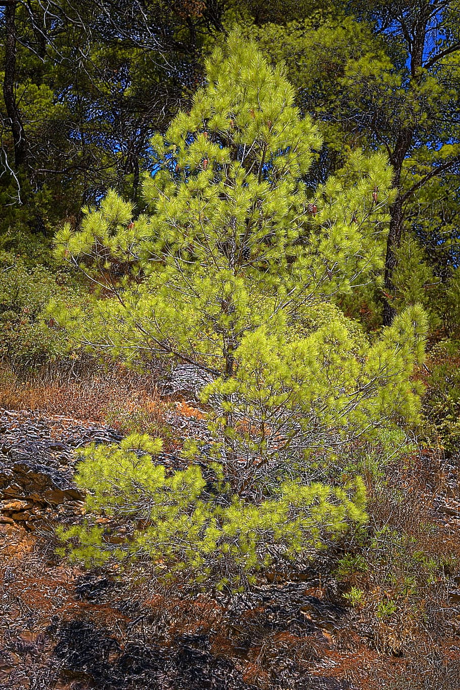 Small pine tree in Dalmatia, croatia, europe, karst, plant, growth, HD wallpaper