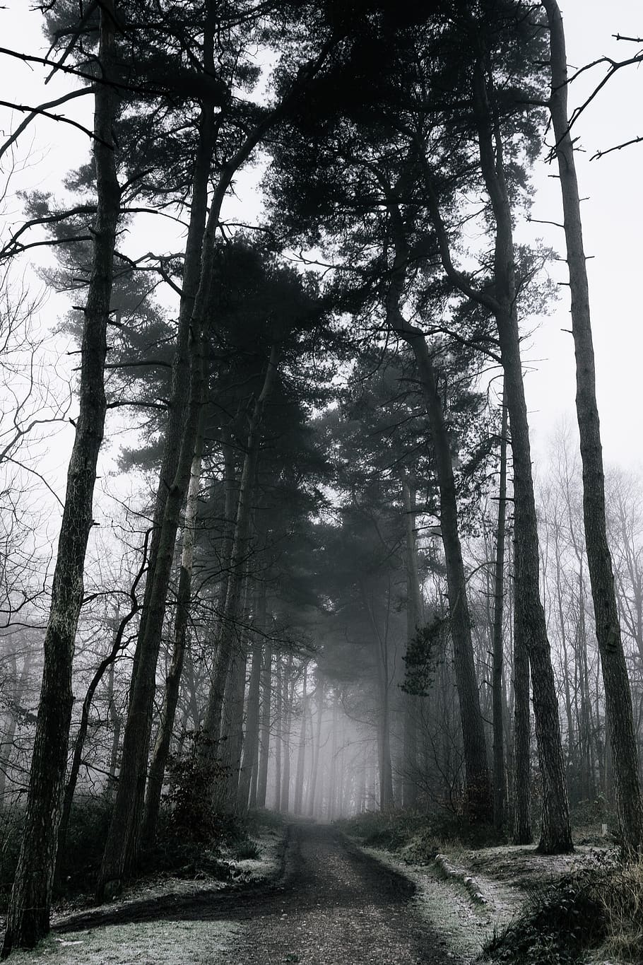 forest during clear skies, tree, plant, tranquility, land, fog HD wallpaper