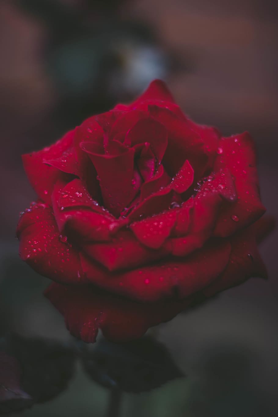 Selective Focus Photo of Red Rose, beautiful, blooming, delicate HD wallpaper