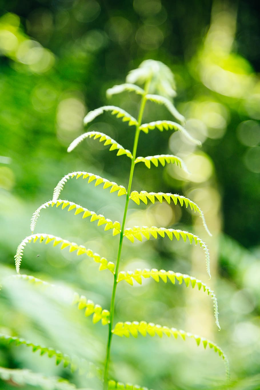 forest, tree, rwanda, green, green color, growth, plant, plant part HD wallpaper