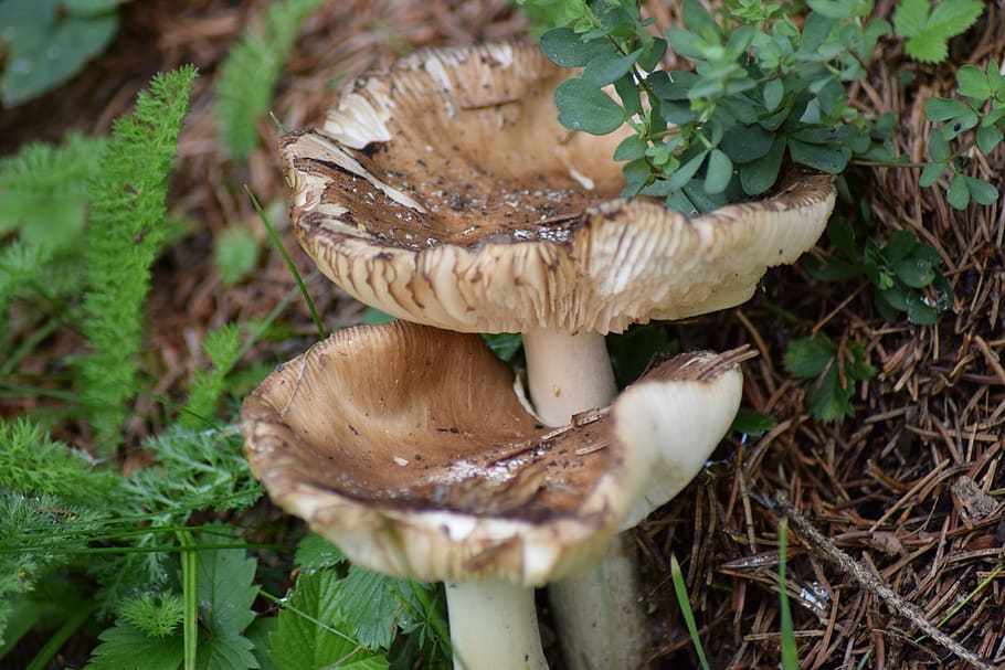 fungi, forest, nature, moss, fungus, in conjunction with the HD wallpaper