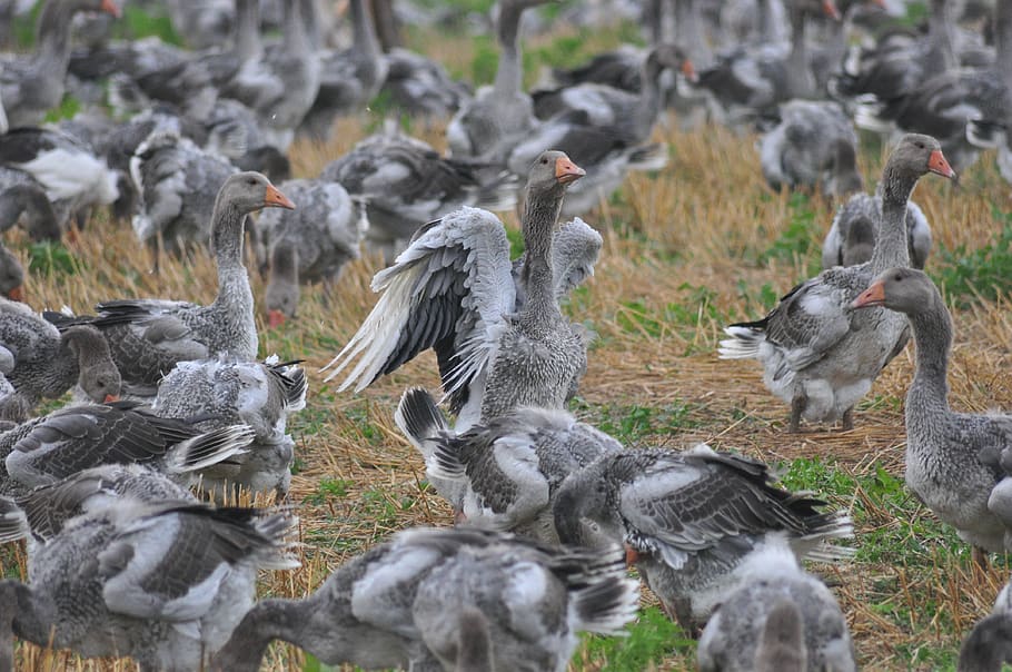 birds, feather, wing, field, ducks, group of animals, animals in the wild HD wallpaper