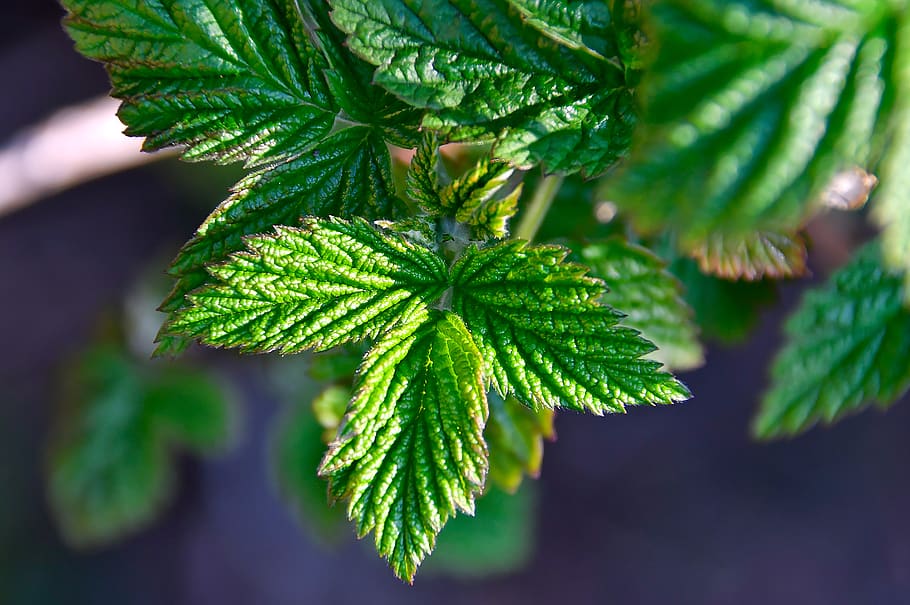 raspberry, green, green raspberry leaf, fruit, healthy, fresh HD wallpaper