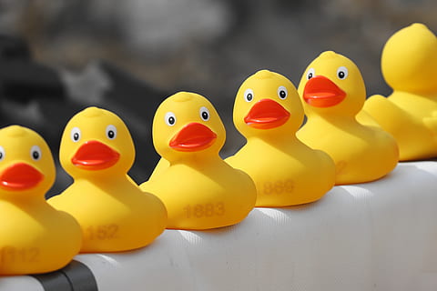 duck meet, ducks, rubber ducks, plastic ducks, duck race, competition HD wallpaper